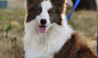 成年边境牧羊犬一般多少斤 纯种边境牧羊犬价格