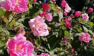 芙蓉花开大酒楼 芙蓉花开大酒楼