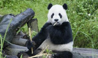 大熊猫团团和圆圆有后代吗 大熊猫团团不幸离世