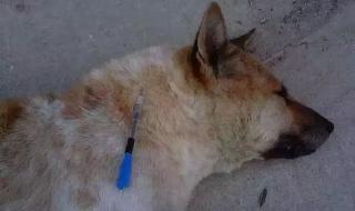 白天是狗晚上是丈夫